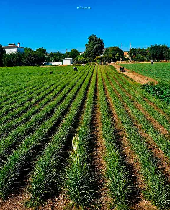 Agricultura y huertas de Cabra, Córdoba