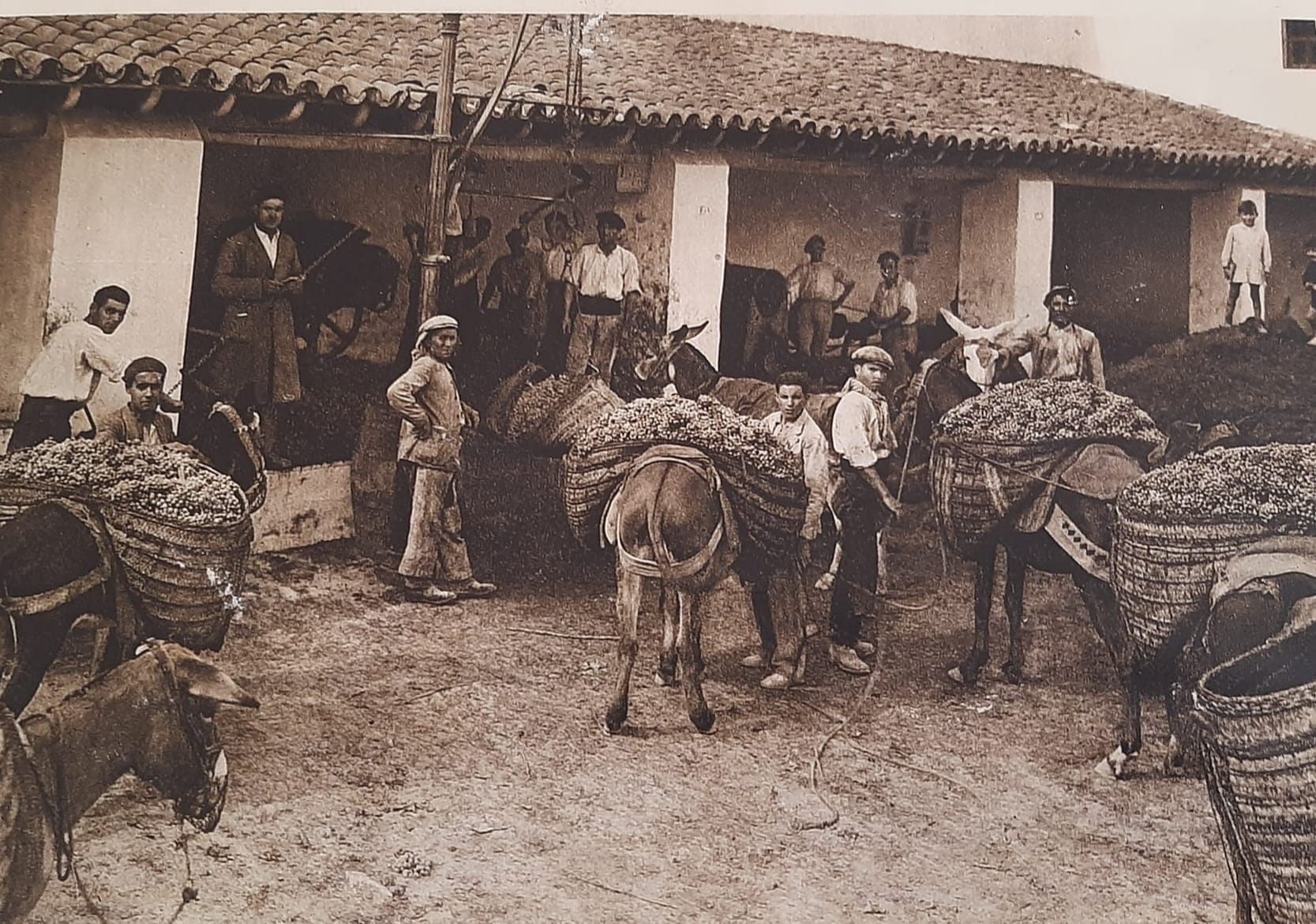 Fotos de trabajadores, currantes, oficios, empleos de Cabra