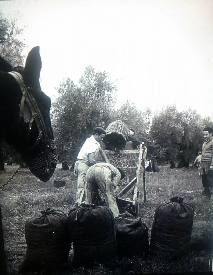 Fotos de trabajadores, currantes, oficios, empleos de Cabra