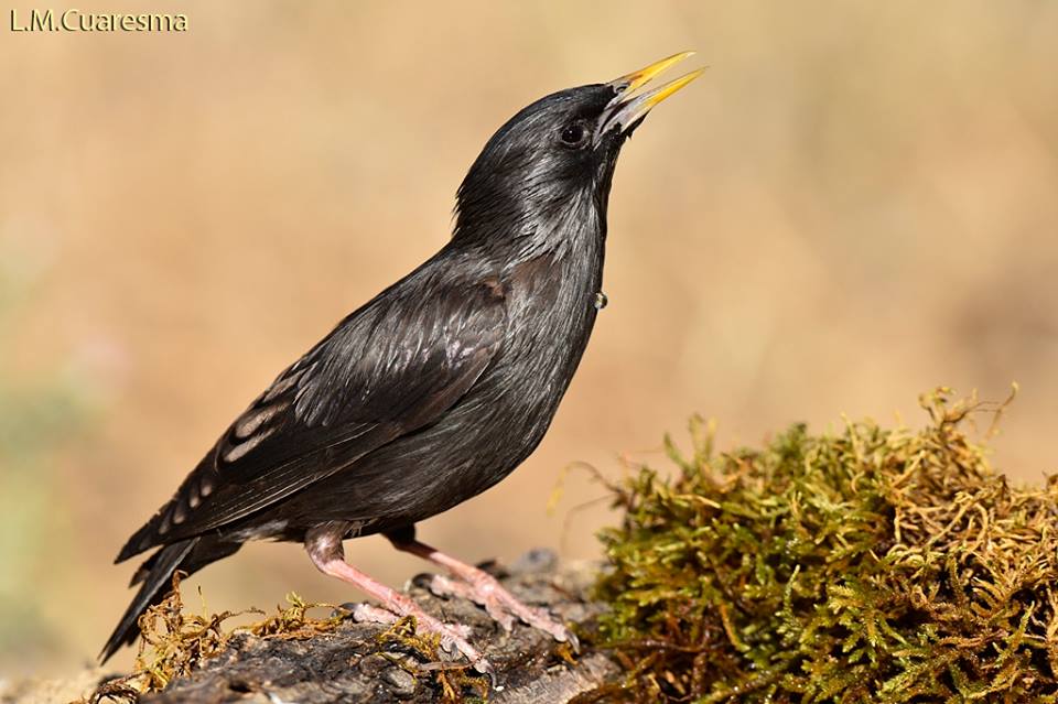 Fauna autoctona de Cabra y la Subbética Cordobesa