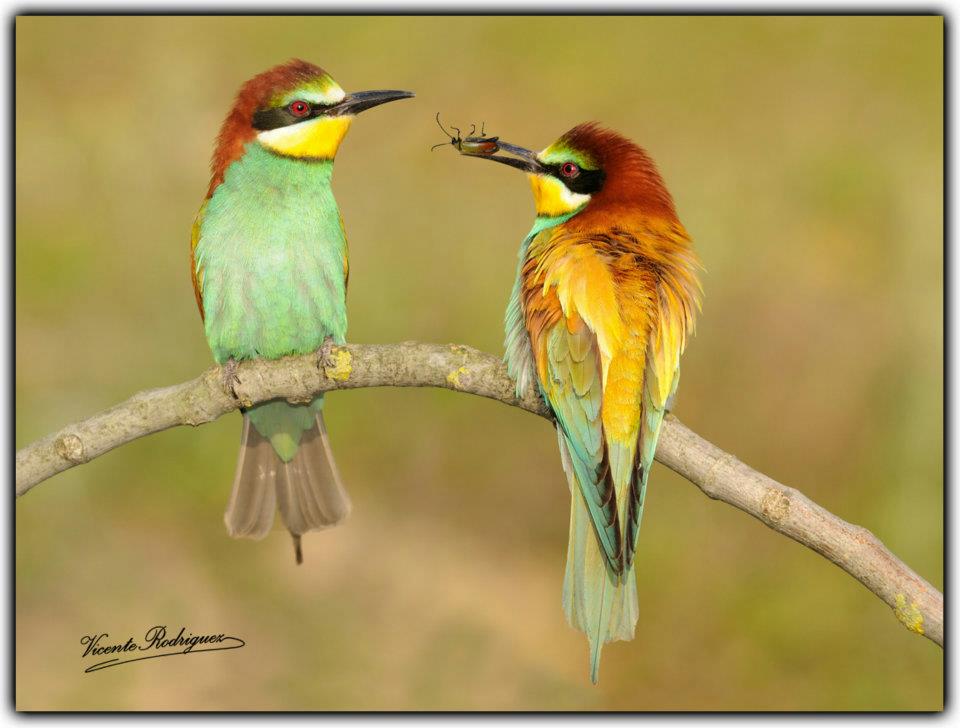 Fotografia fauna egabrense de Cabra