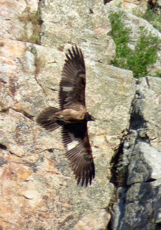 Fotografía de la fauna egabrense