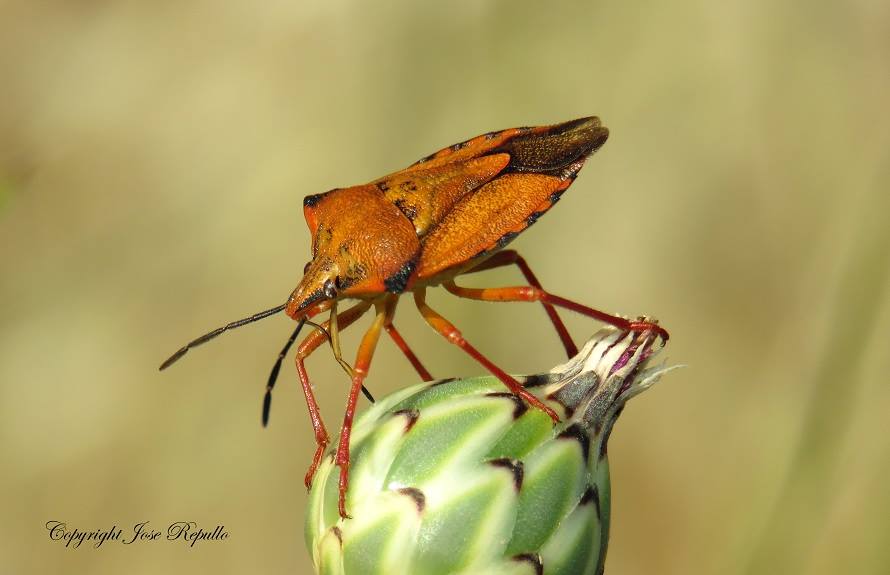 Fotografía de la fauna egabrense