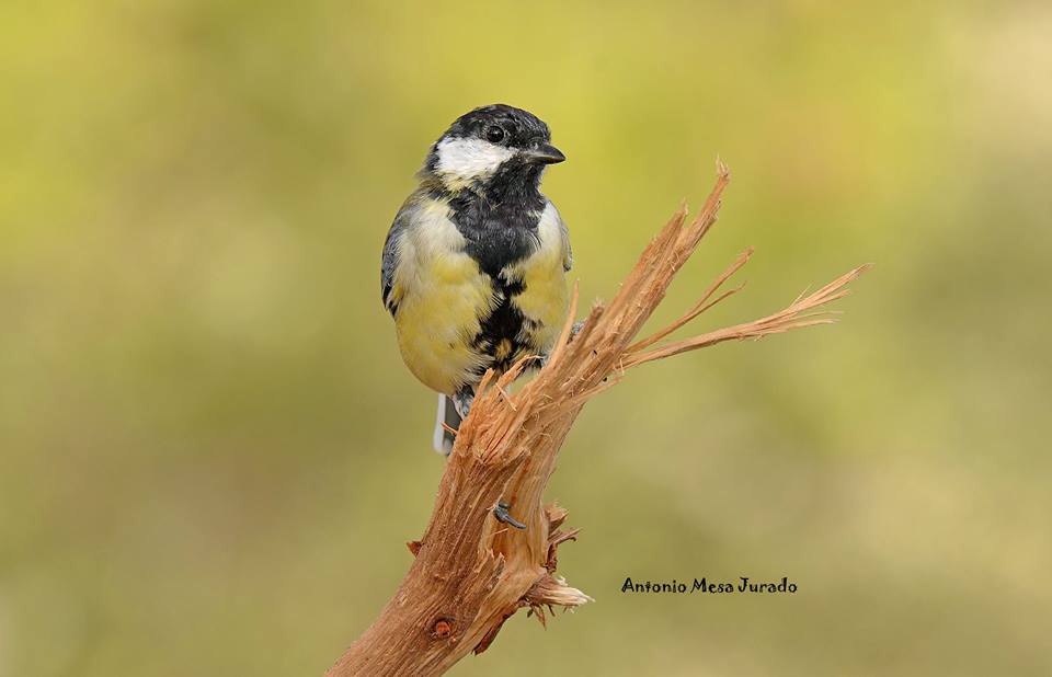 Fotografía de la fauna egabrense