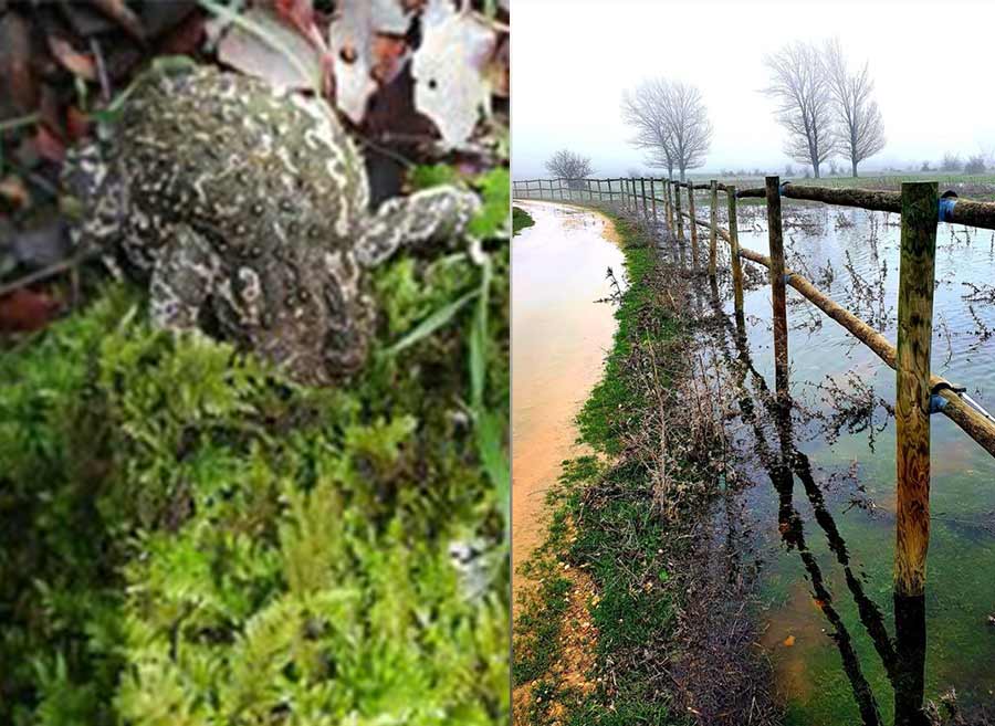 Fotografía de la fauna egabrense