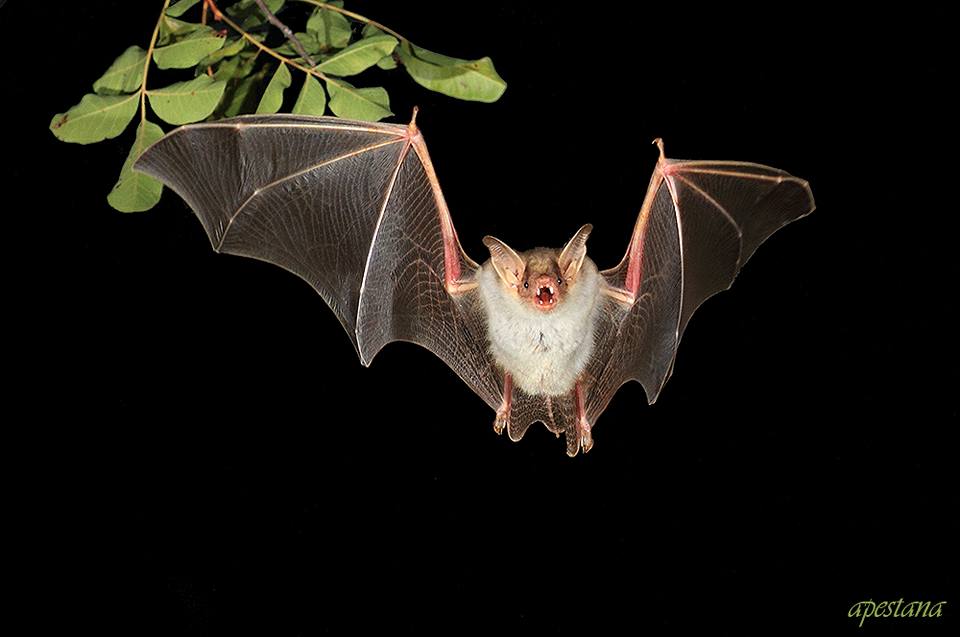 Fotografía de la fauna egabrense