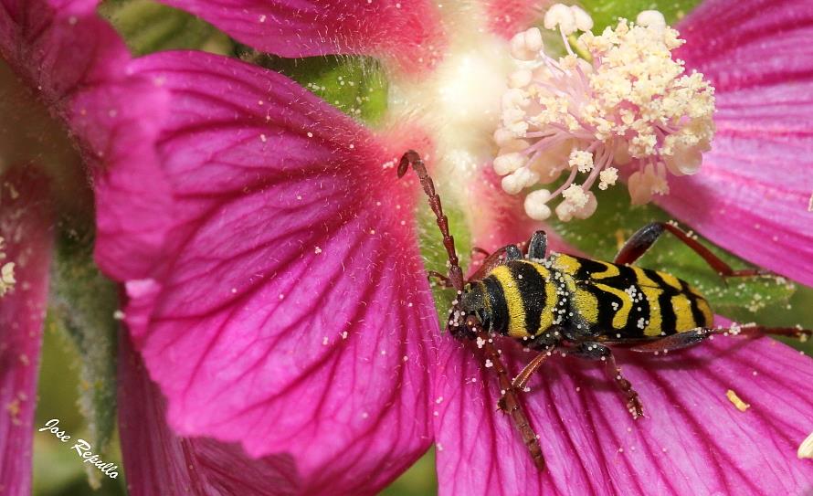 Fauna autoctona de Cabra y la Subbética Cordobesa