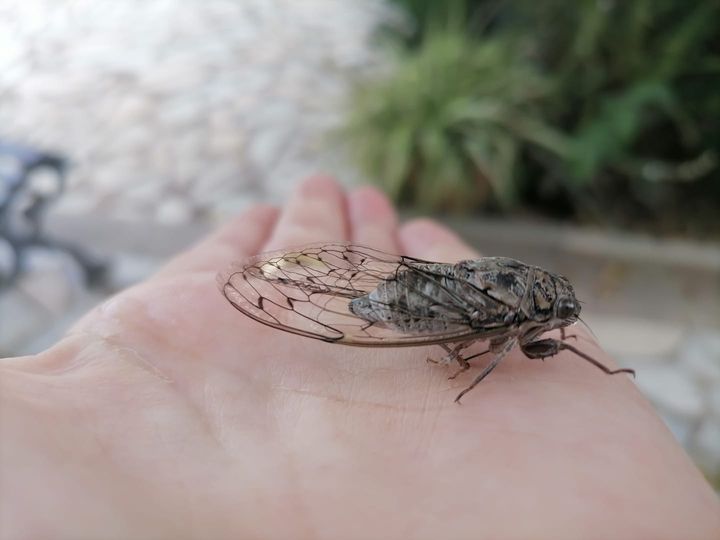 Fauna autoctona de Cabra y la Subbética Cordobesa