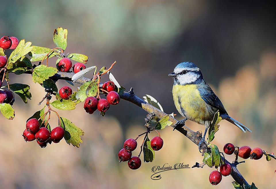 Fauna autoctona de Cabra y la Subbética Cordobesa