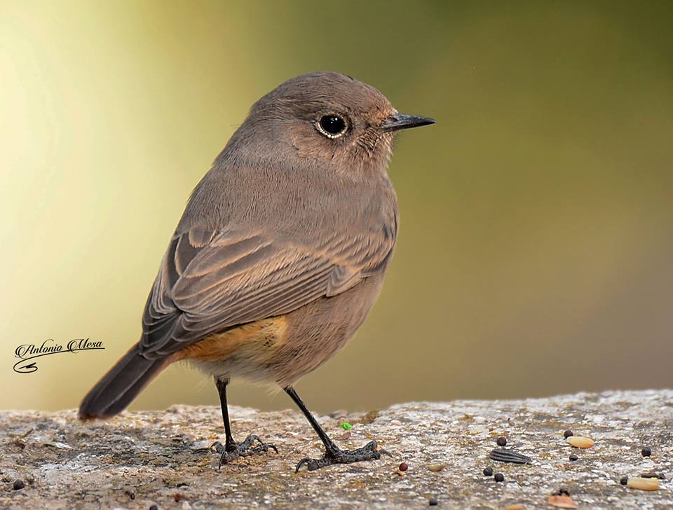 Fauna autoctona de Cabra y la Subbética Cordobesa