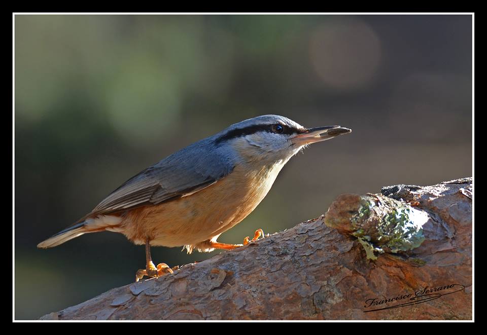 Fauna autoctona de Cabra y la Subbética Cordobesa