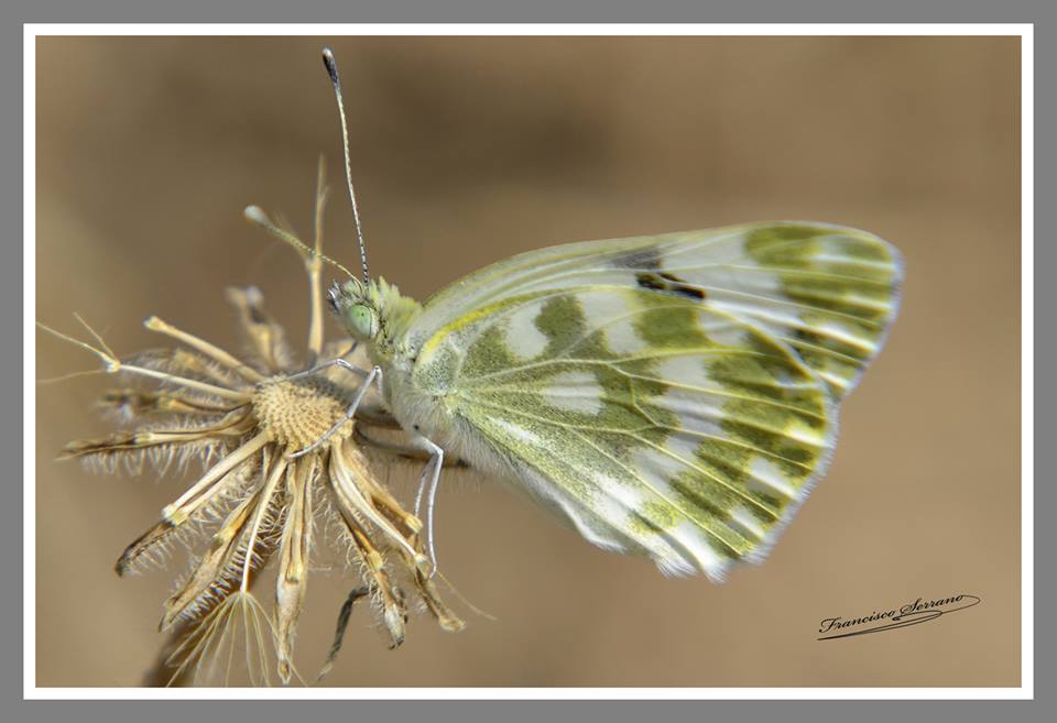 Fauna autoctona de Cabra y la Subbética Cordobesa