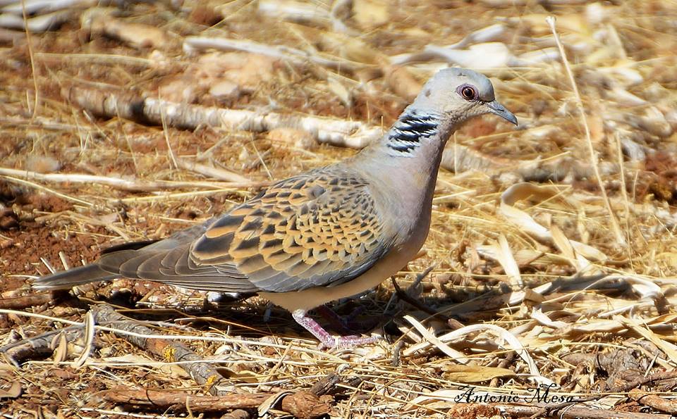 Fauna autoctona de Cabra y la Subbética Cordobesa