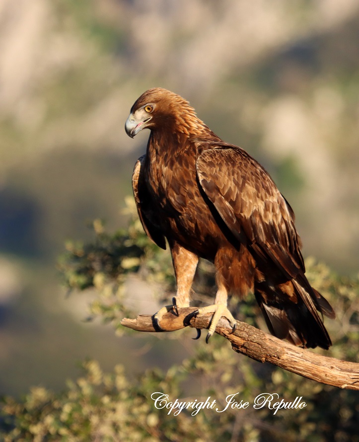 Fauna egabrense, fauna de la Subbética cordobesa