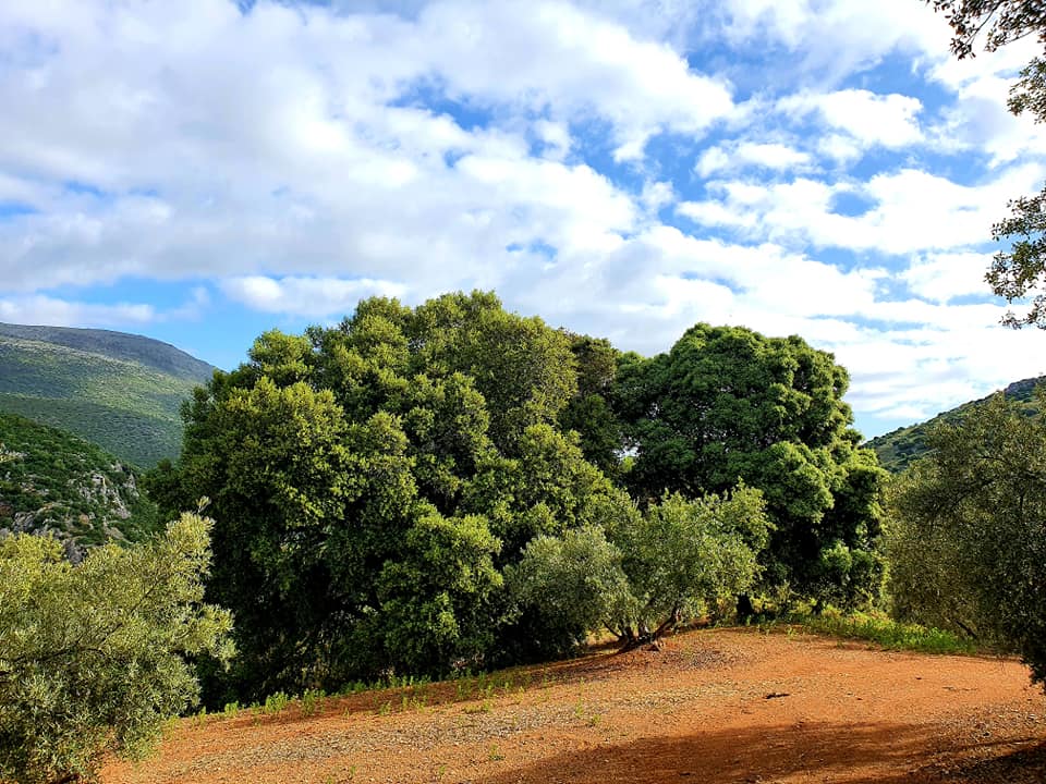 Fotografía de la ruta ca la cañada del  Castillejo de Carcabuey
