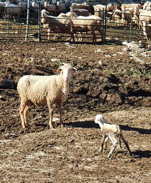 Fotos 1599-ruta-camarena, manantiales, veneros fuentes Cabra.