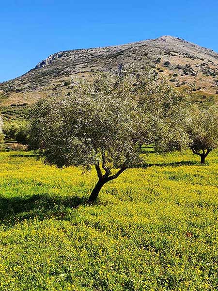 Fotos 1599-ruta-camarena, manantiales, veneros fuentes Cabra.