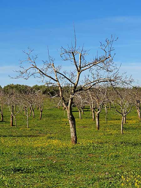 Fotos 1599-ruta-camarena, manantiales, veneros fuentes Cabra.