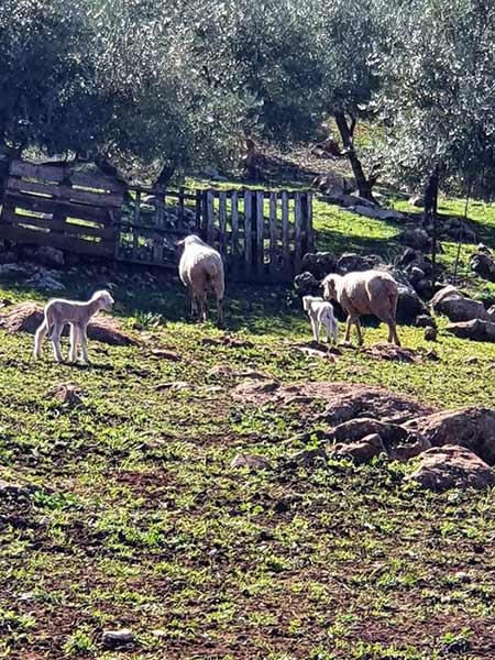 Fotos 1599-ruta-camarena, manantiales, veneros fuentes Cabra.