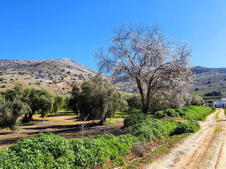 Fotos 1599-ruta-camarena, manantiales, veneros fuentes Cabra.