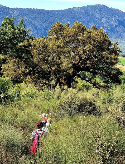 Ruta por las dehesas de Peñalisa y Vichira (Priego)
