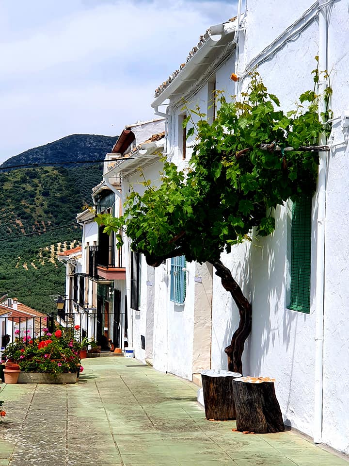 Fotografías de la ruta pedestres por la cañada Hornillo de Carcabuey