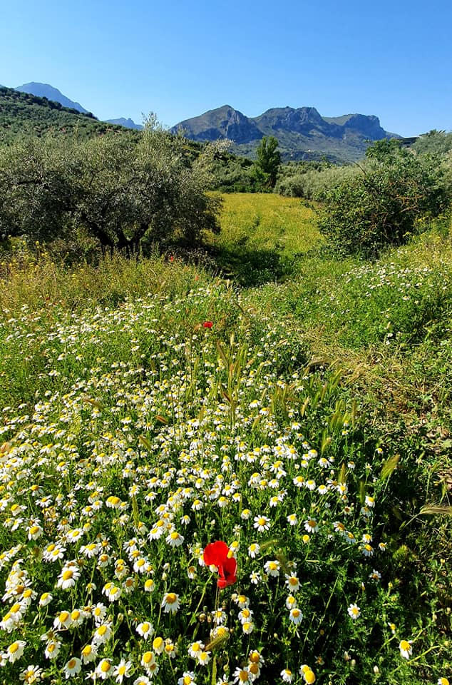 Fotografías de la ruta pedestres por la cañada Hornillo de Carcabuey