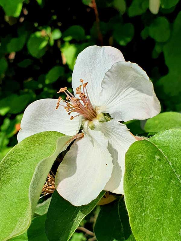 Fotografía de la ruta por el valle de los menbrillos