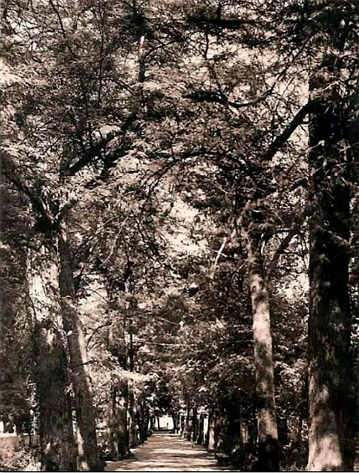 Fotografías del Parque Alcántara Romero de Cabra